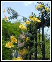 /album/galeria-de-fotos-null/alamanda-amarela-1-jpg/